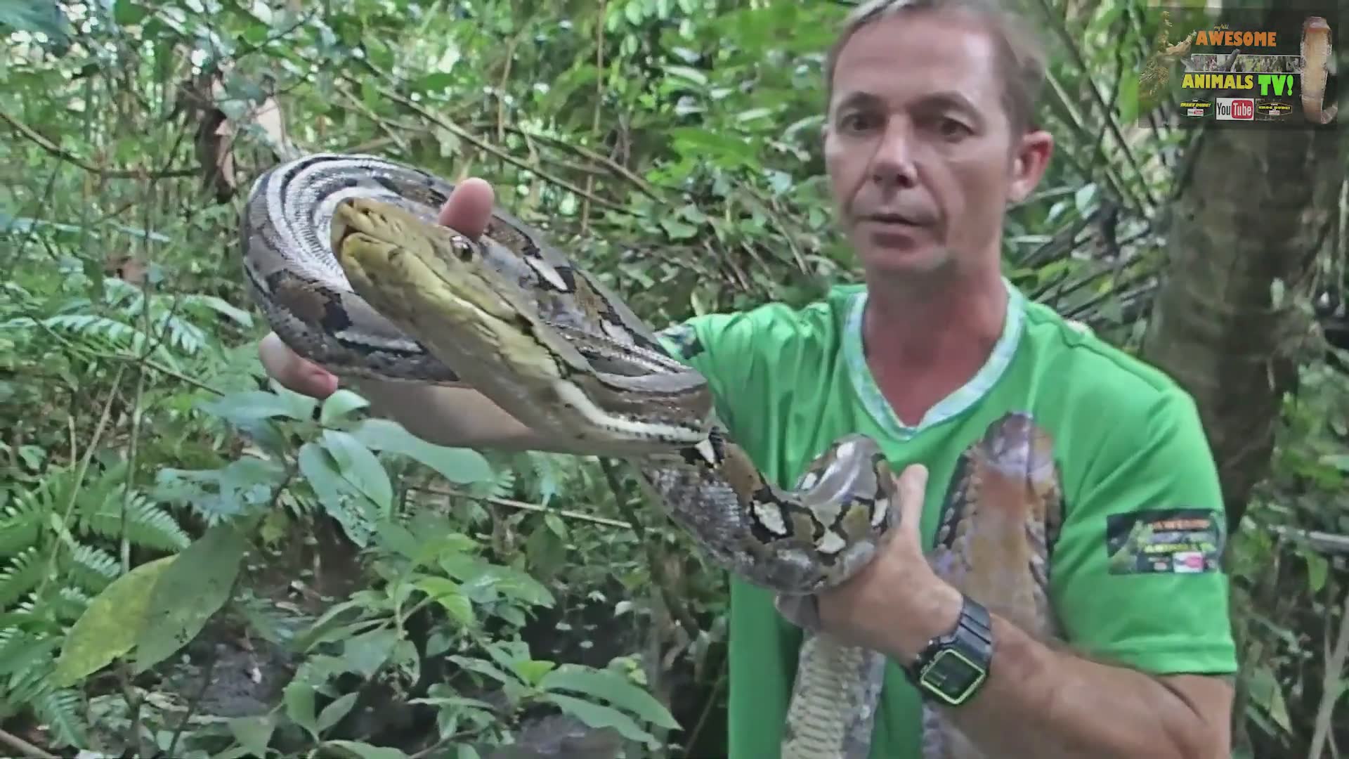 Massive python caught after devouring a villager's chicken in a Southeast Asian village