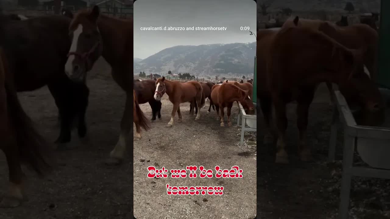 Some rest at the pasture, tomorrow is a new day, ride with us.