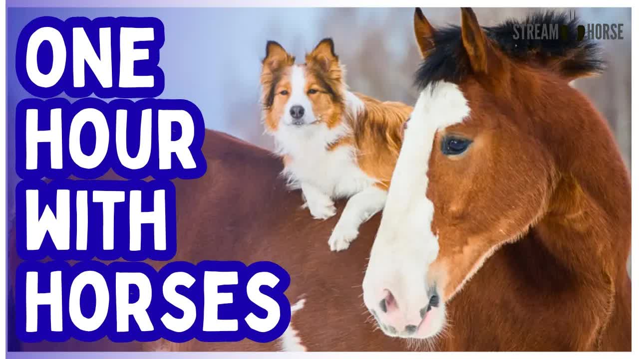 One Hour of Horses for Humanity 🐎🌍 Pure Joy, Peace & Shared Calm