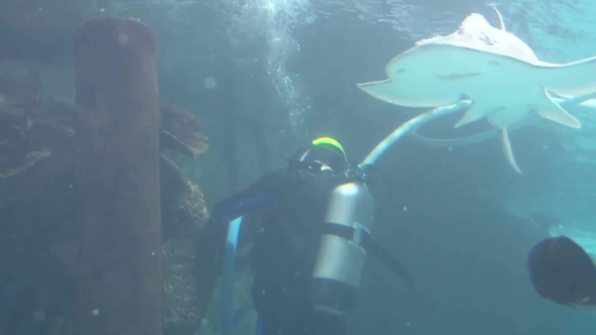 Terrifying shark attacks caught on camera that will keep you out of the ocean