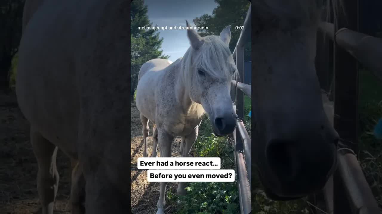 Horses spend their lives paying attention to the nervous systems around them.