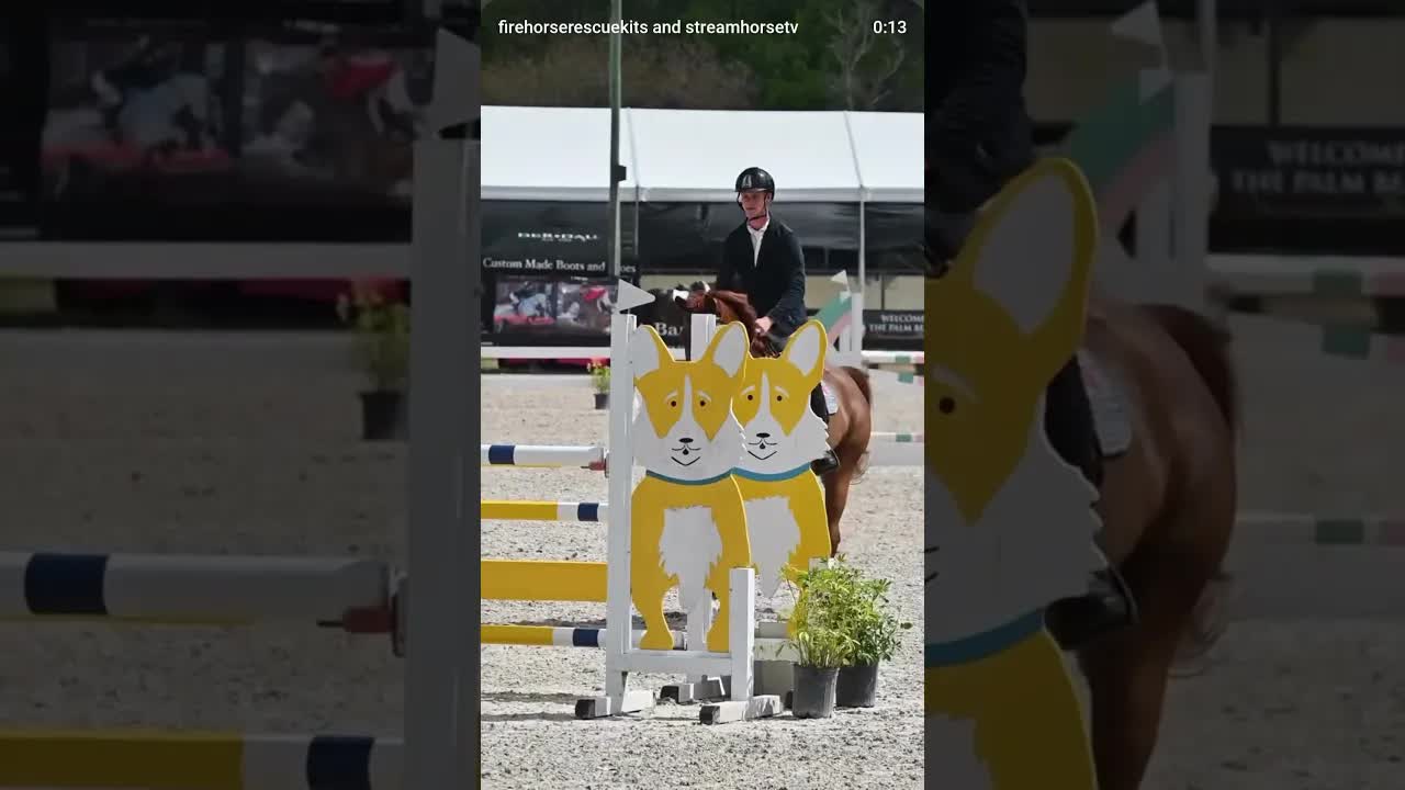 #FireHorse Adventure Butterfly Z TF prepared for take-off in 1.25M at @rigeshowjumping 🤩😍💫🌟