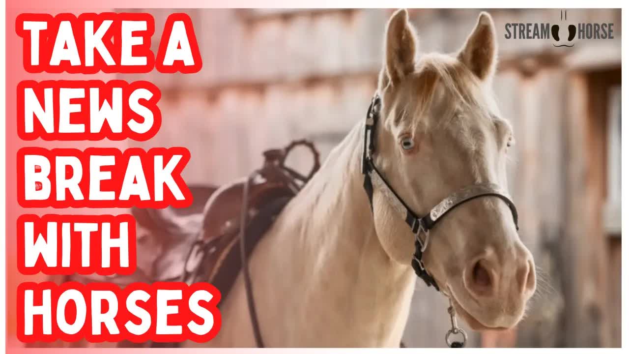 Fire Horse Energy 🔥🐎 10 Minutes to Reset Away from the News