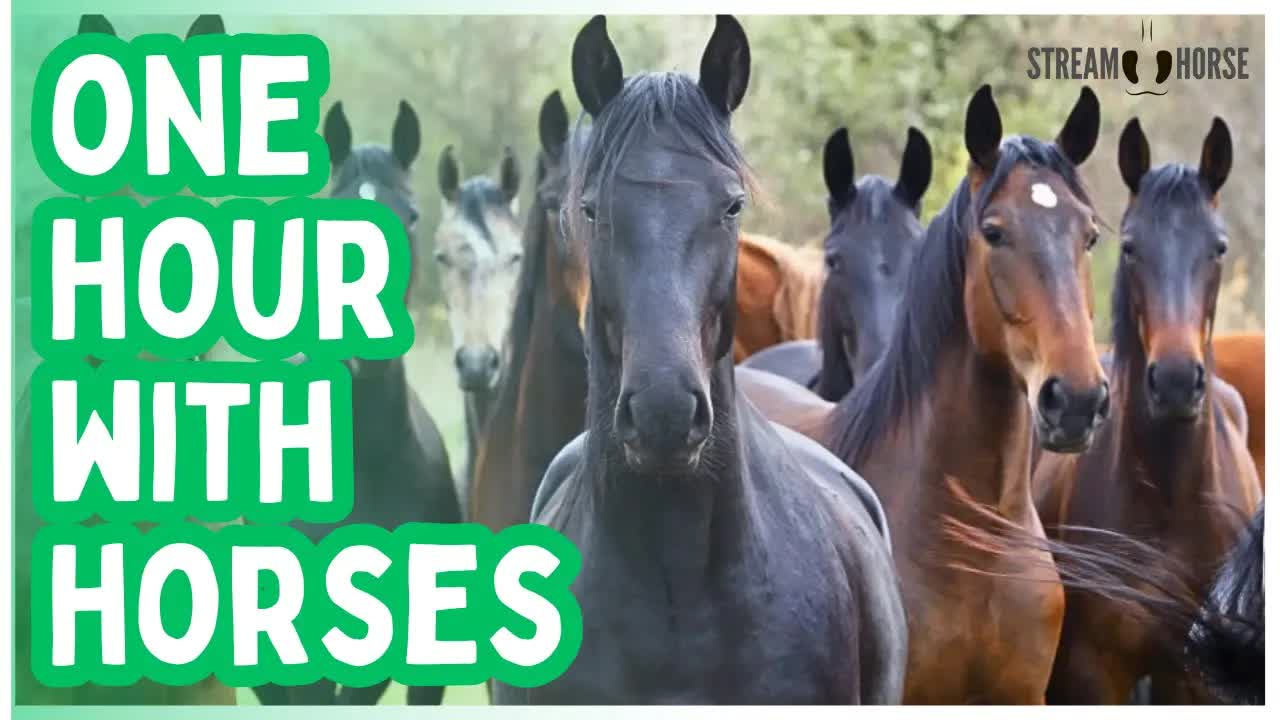 Put This On for Everyone 🐎🐶🐱 60 Minutes of Horses to Calm Humans & Pets