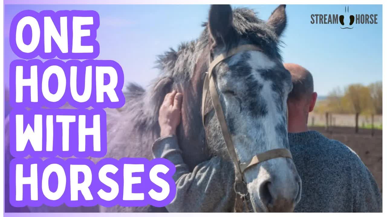 60 Minutes Away from the News 🐴☀️ Horses & Nature to Calm Your Mind