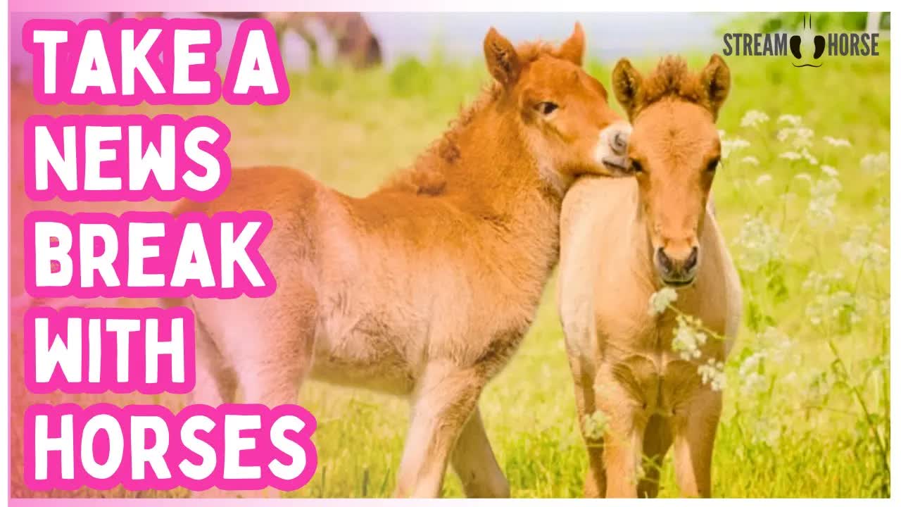 Your Emotional Reset Starts Here 🐎✨ 10 Minutes Away from the News