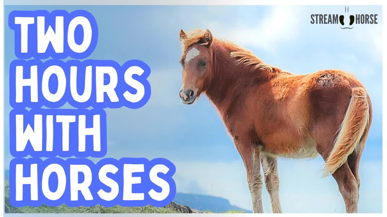 2 Hours of Majestic Horses 🐎😍 Explore Stunning Global Landscapes
