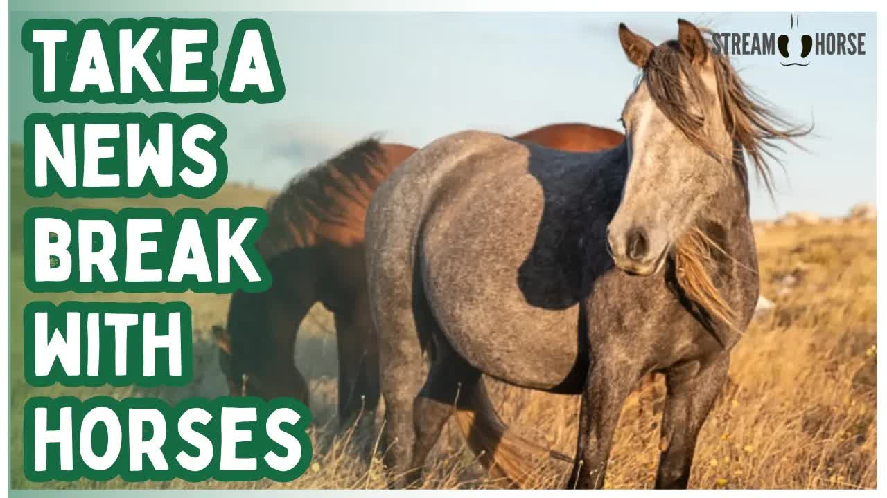Before You Doomscroll Again 🛑🐎 Take 10 Minutes Here With Horses