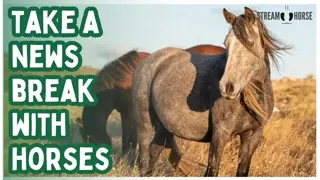 Before You Doomscroll Again 🛑🐎 Take 10 Minutes Here With Horses
