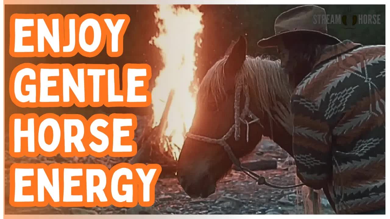Enjoy Gentle Horse Energy | Calming Horse Video to Soothe Your Mind