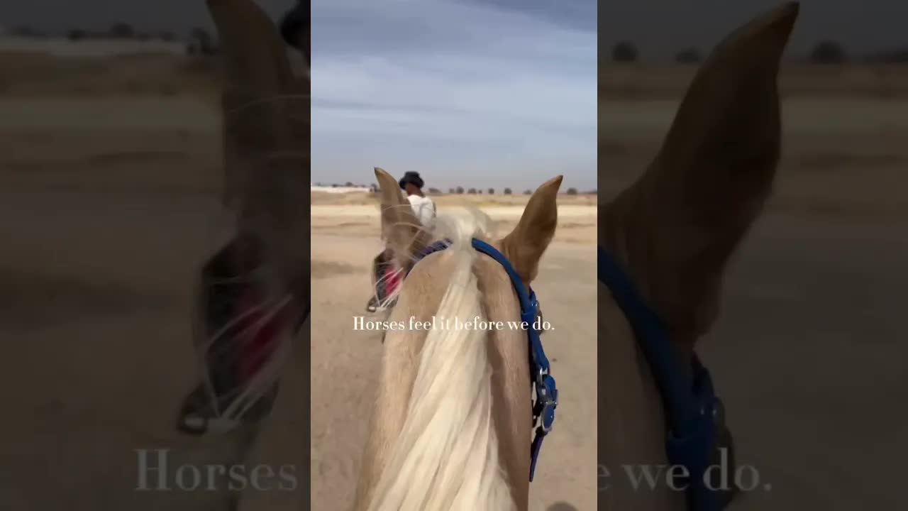 The Year of the Horse is on 🐴🔥