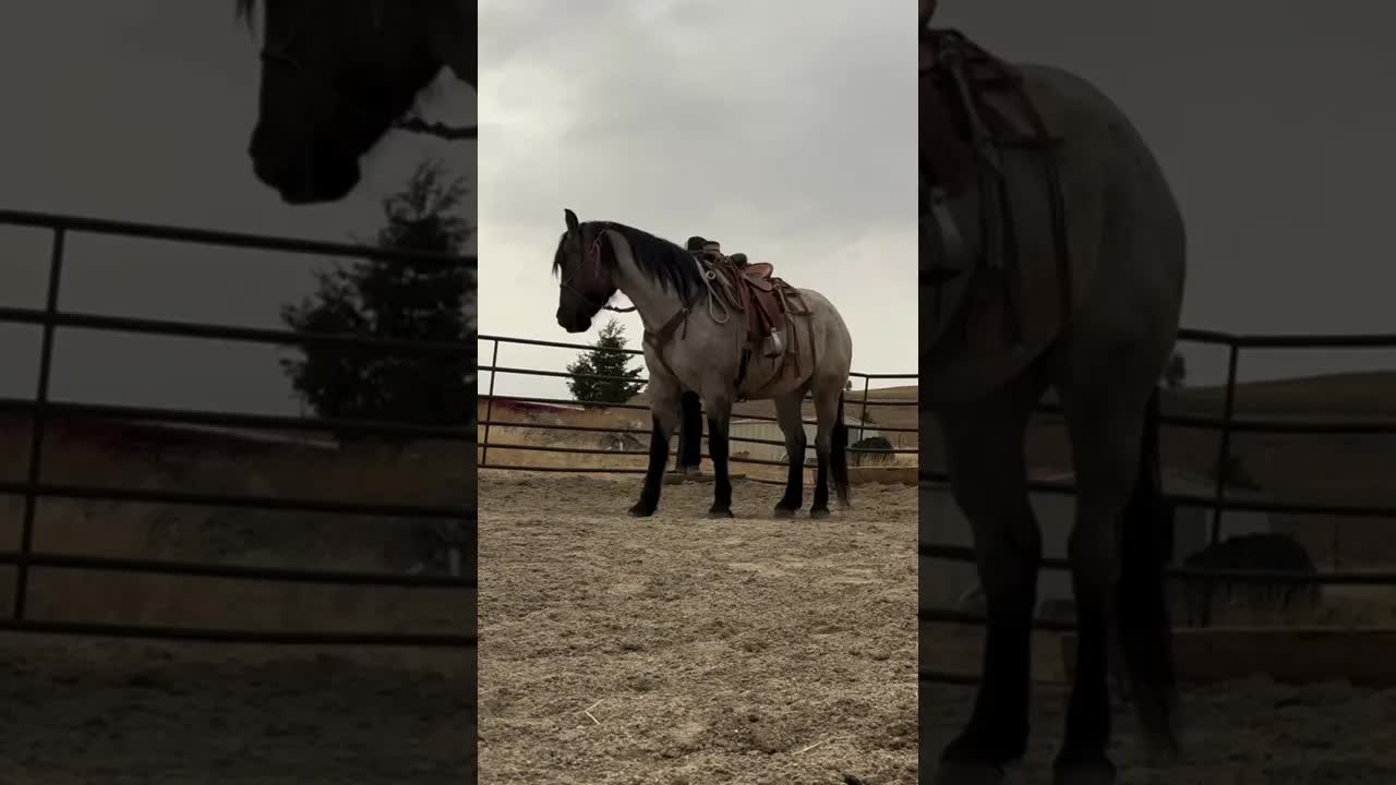 I’m pretty impressed with this mare. I’m actually really impressed with my self. This is Mango 🥭