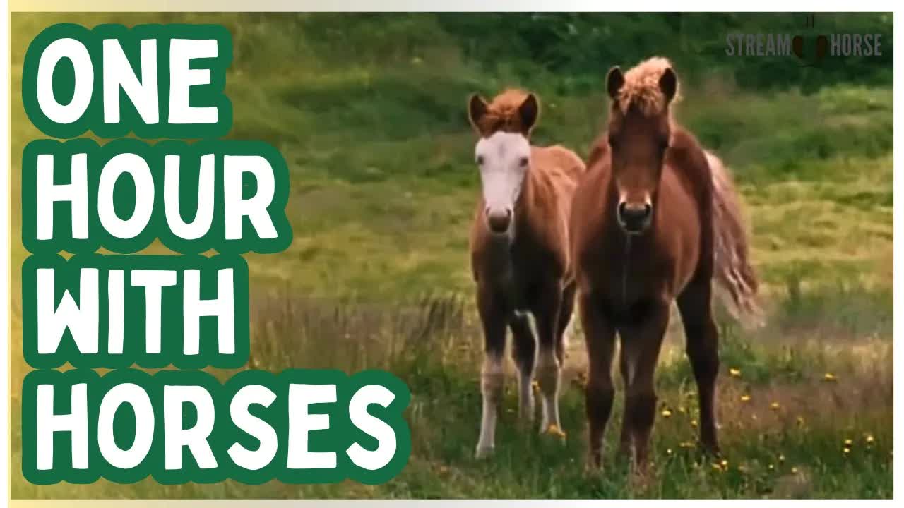 Take a Break from the News & Politics 🐎😊 1 Hour (60 Minutes) of Horses & Nature