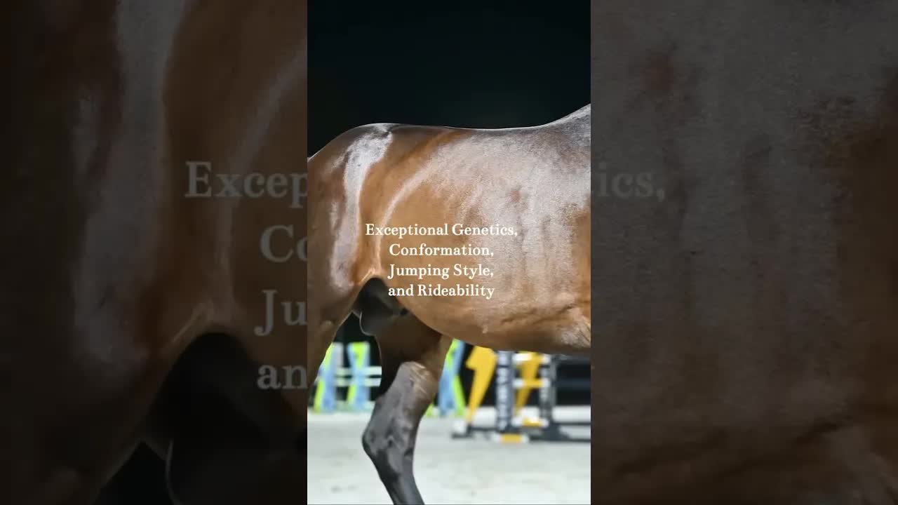 NA Breeders — this is your chance! 👆🍀🐴 Chacco Blue II - the pinnacle of modern sport horse breeding
