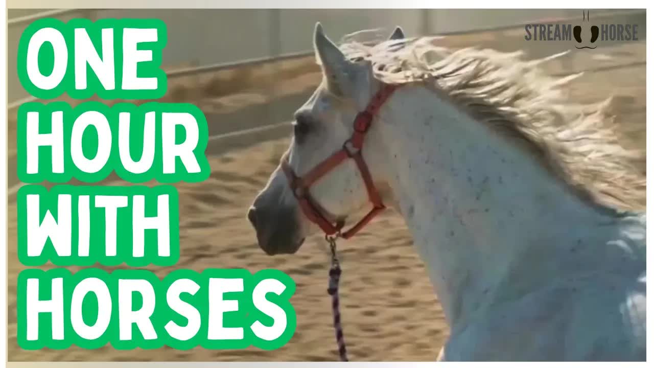 Calming Horses for ASMR & Meditation — 1 Hour of Peaceful Nature Footage 🧘🐴😊