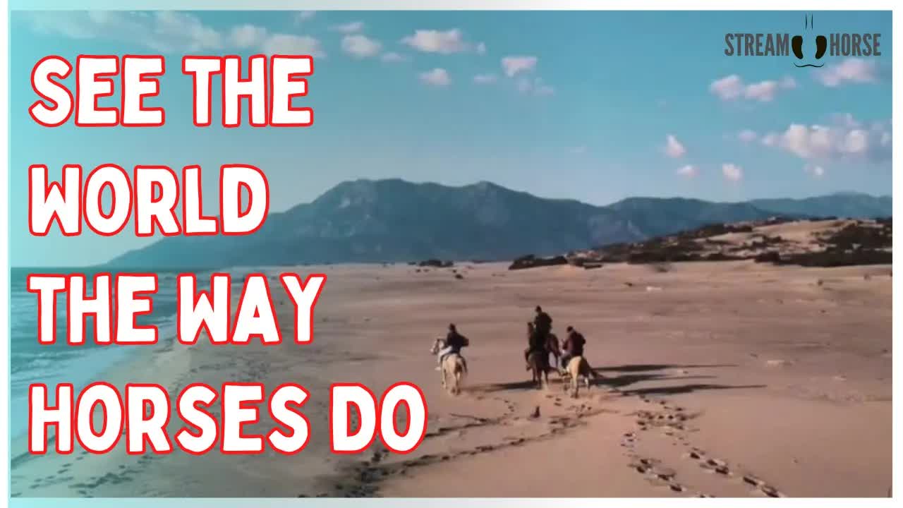 See the World the Way Horses Do 🌎🐎