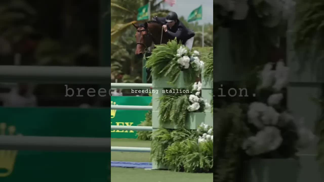 Guess who. Chacco-Blue II. 😮‍💨😈💁‍♀️