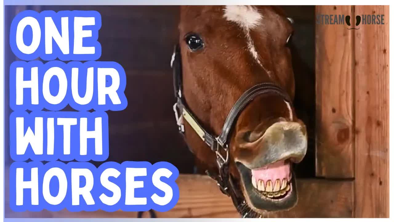 1 Hour of Happy Horses 🐎😁 60 Minutes of Joy, Smiles & Nature