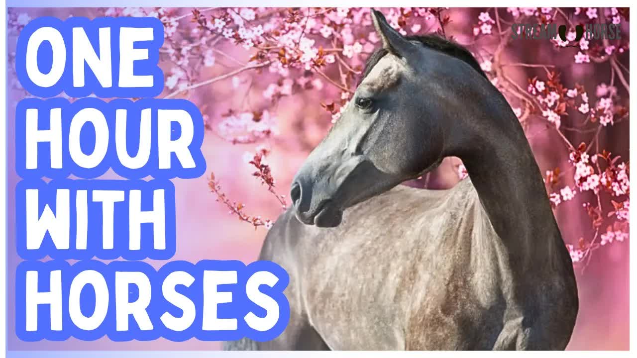 Pause the World. Play with Horses! 🐎🌍 60 Minutes of Equine Therapy Far from the News Headlines