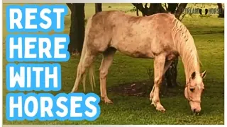 10 Restful Minutes with Horses — A Short Escape into Nature ☀️🐴