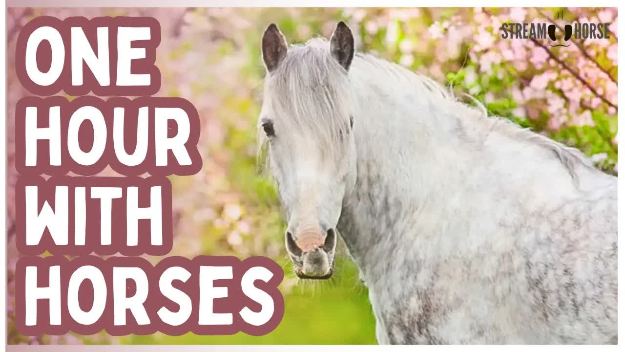 Year of the Fire Horse 🔥🐎 1 Hour of Courage, Motion, Freedom & Living Boldly