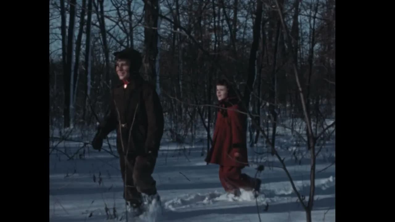 How Animals Live In Winter (silent, raw footage)