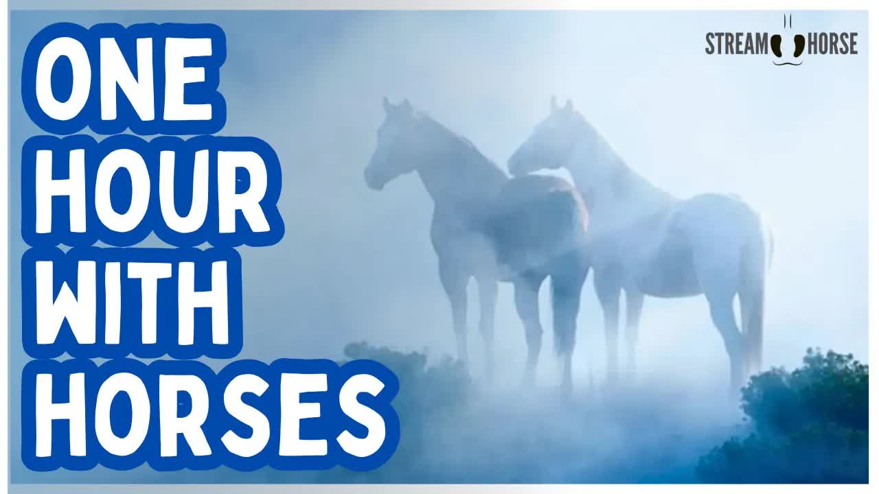 Turn Your Mind Off 🐎✨ 1 Hour of Horses to Calm Your Thoughts, Body & Soul