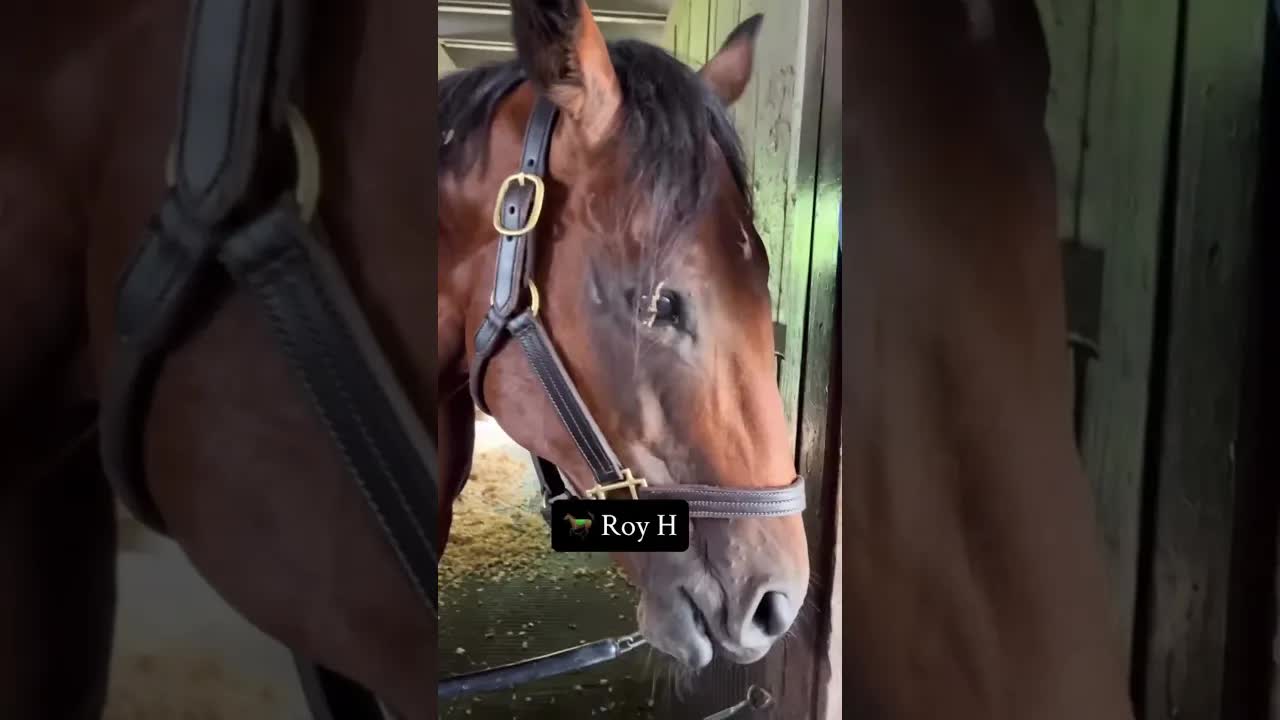 Meet two of our famous #FireHorses 🔥🐎 Marion Marader & Roy H, two champion racehorses!