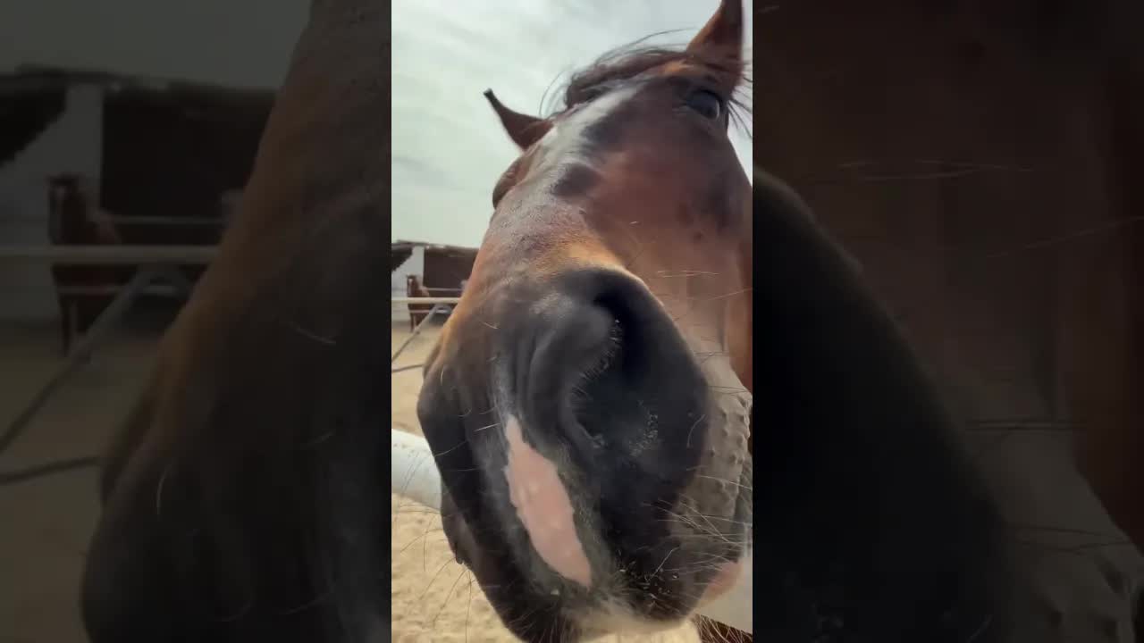 No filters, no soundtrack, just the real sounds of life in Hurghada.