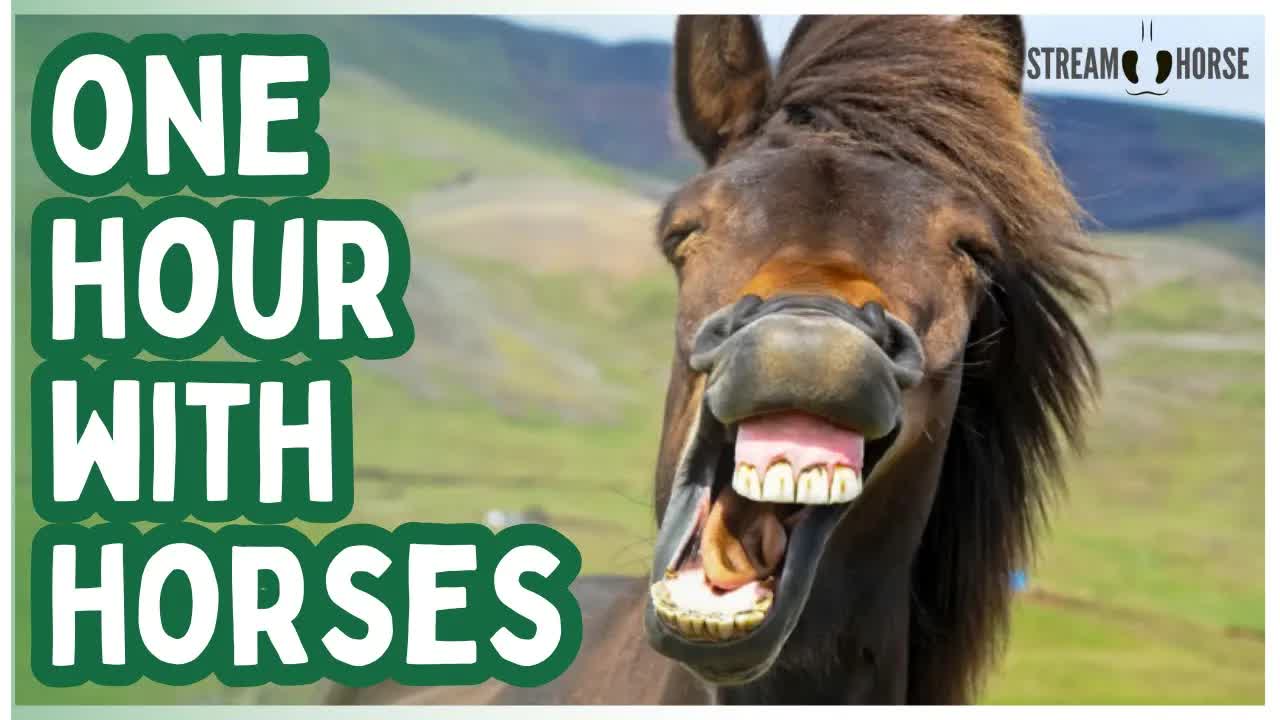 Everything Feels Heavy — Spend 1 Peaceful Hour with Horses 🐎✨ (60 Minutes)