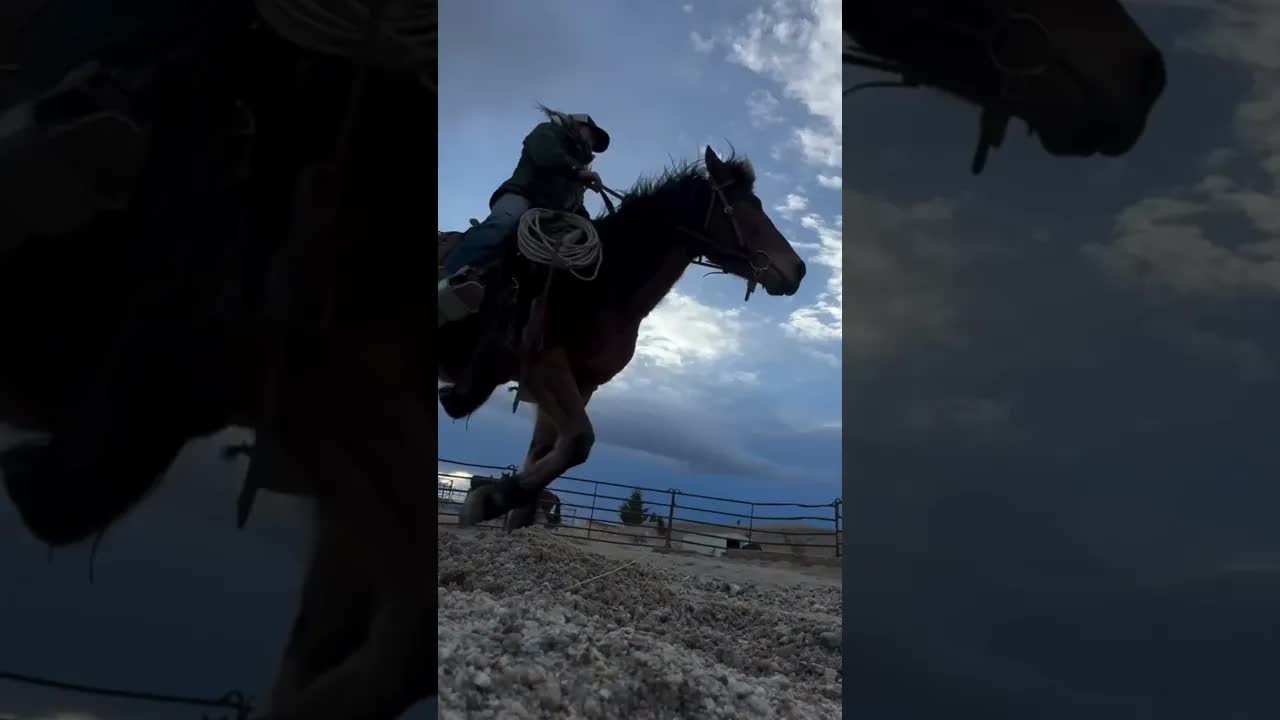 A horse will tell you everything you need to know about them.