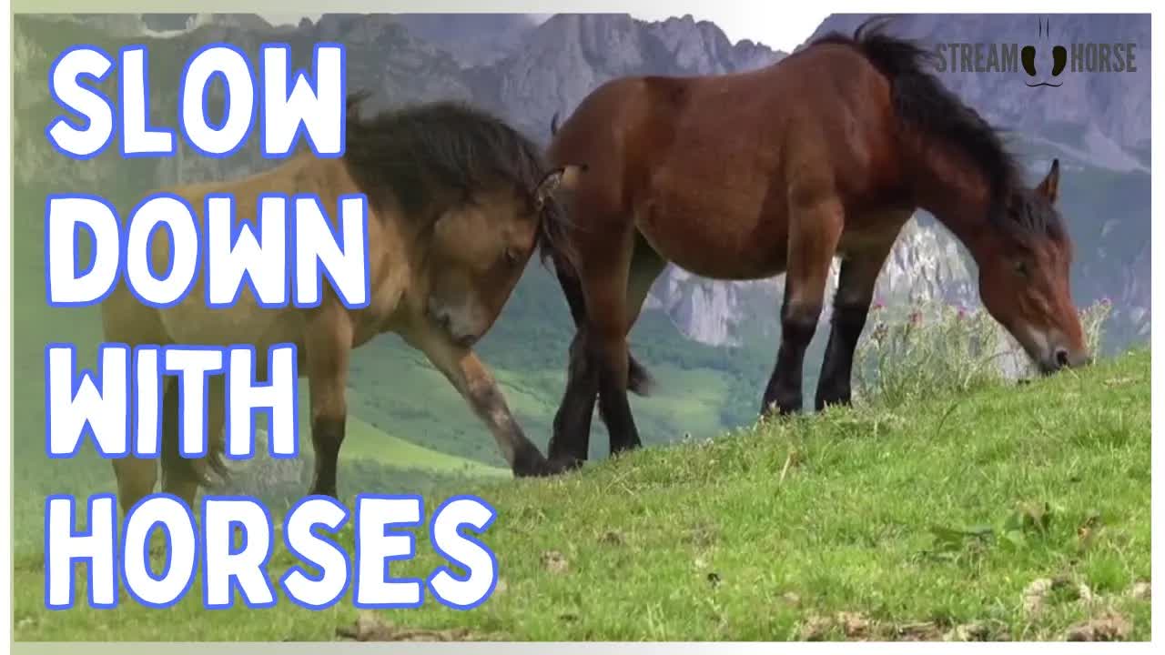 Be Present With Horses and Feel the World Slow Down 😊🐴