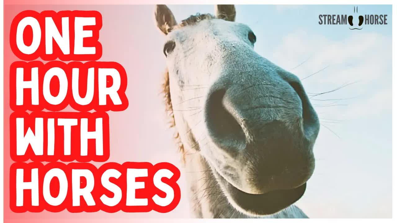 Where Strength Meets Peace 🐎🌿 1 Hour of Horses & Open Earth