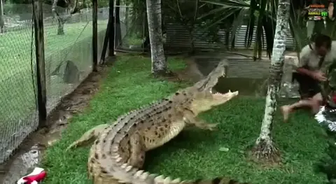 Intense compilation of crocodile attacks on a fearless Australian wildlife handler