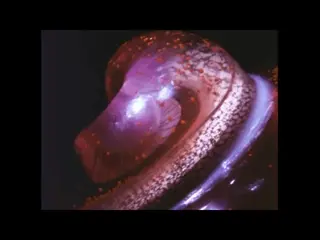 Ears And Hearing (2nd Ed, 1969)