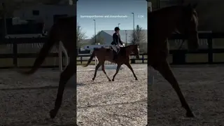 Come meet Wilma at World Equestrian Center and bring her home just in time for summer season 🌊