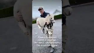 When a Horsewoman reaches a certain age, they start to collect miniatures aka ‘Minipause’. ❤️🦄🤣