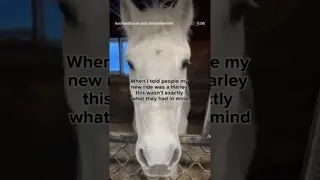 Meet Harley: my handsome little paso fino rescue! 🐎 over 🏍️ don’t you think?