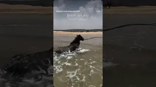 when we want to baby the horses and just let them relax and enjoy 🧖🏻‍♀️ 💆🏻‍♀️