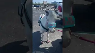 Join us on our 1st trip to SeaWorld. 💙