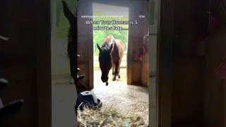 😤 I deserve an Apology 😤 No horses were starved in the making of this!