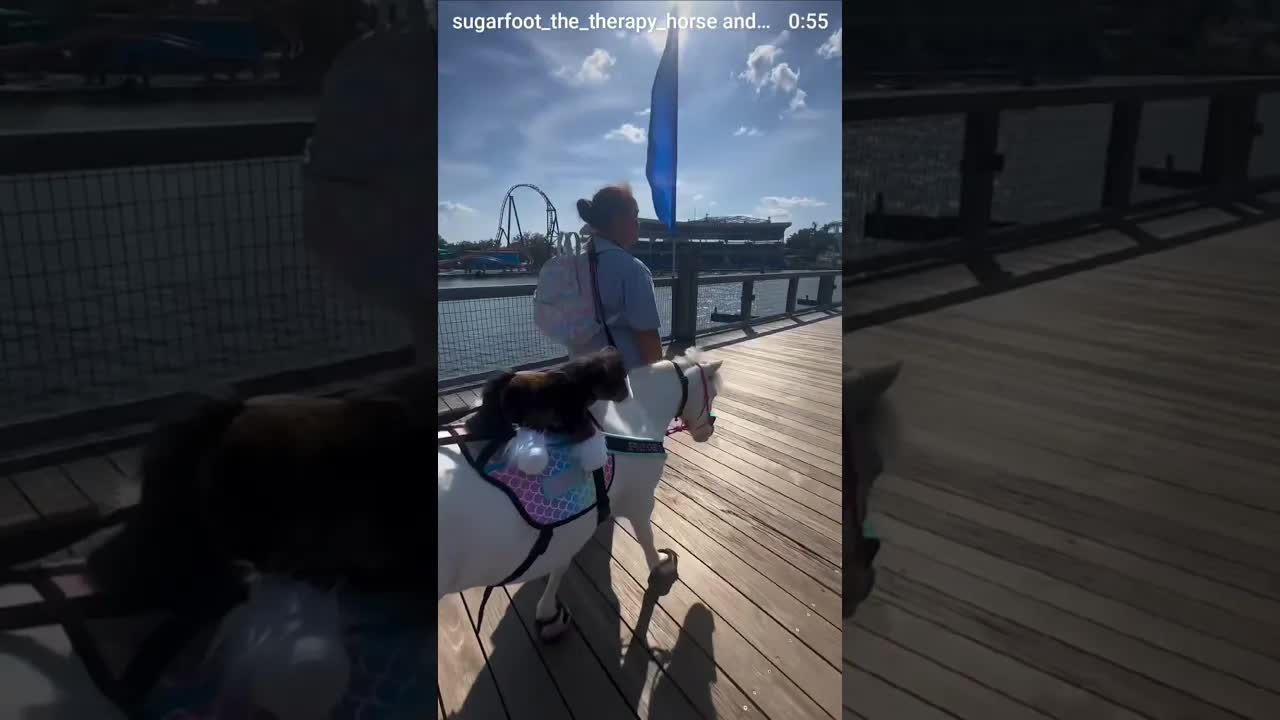 The final part of our SeaWorld journey! We head to the Wild Artic to see the Bulugas and Walruses!