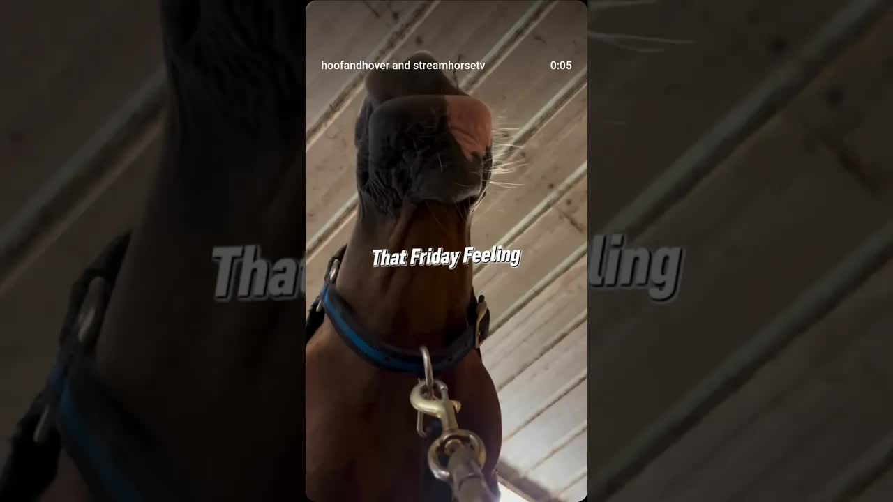 TGIF 🥳 Are you spending time with your ponies this weekend?