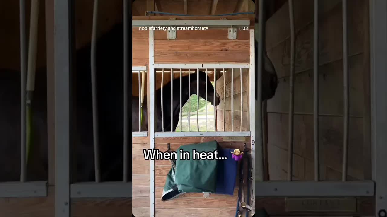 When the mares are in heat and everyone’s got opinions. 😅