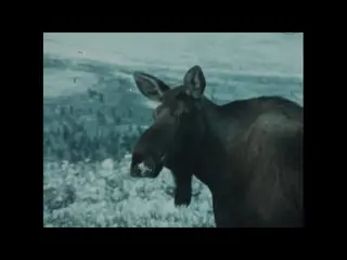 Biomes: Coniferous Forest (1989)