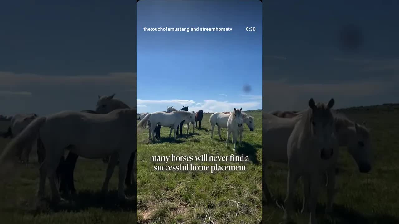 Wild horses and those which have been captured are very much at risk in our world today. 👇👇👇