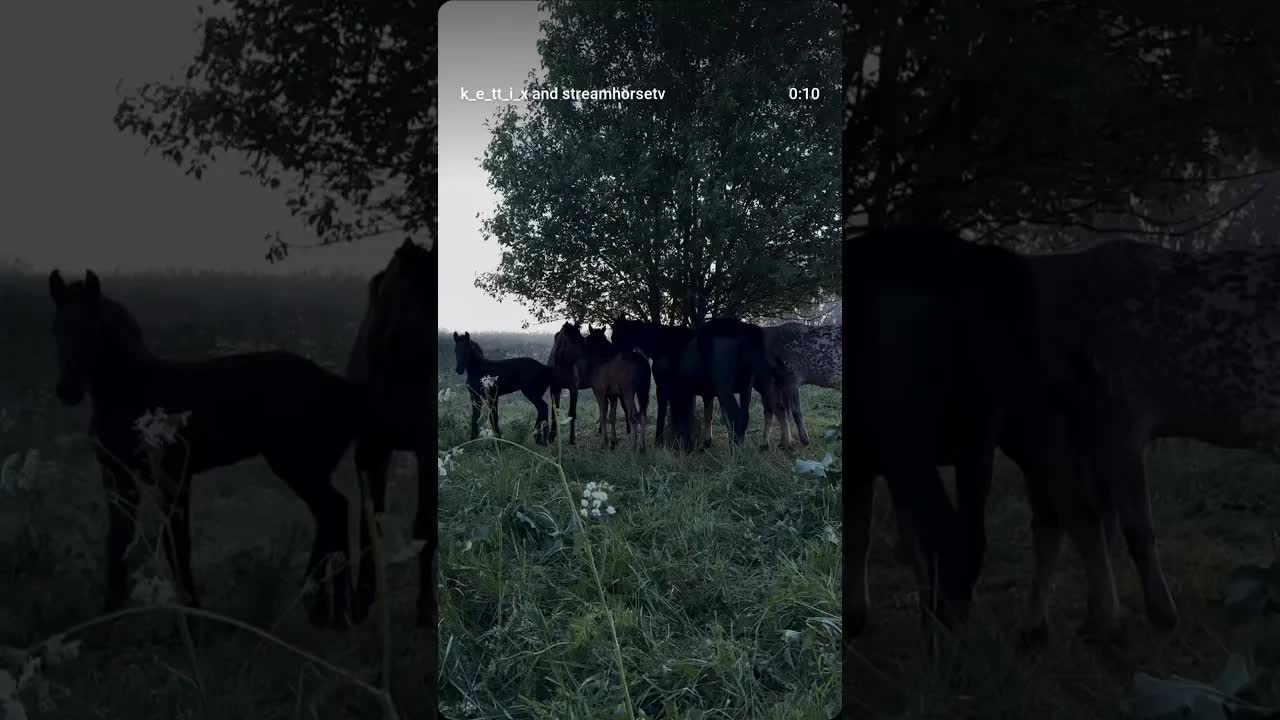 peaceful and calming moment with horses in the mountains 🤍