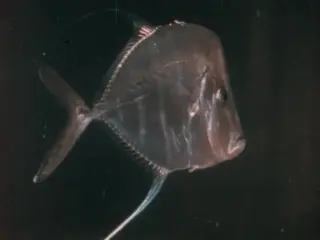 The Vertebrates: Fish (Rev, 1985)