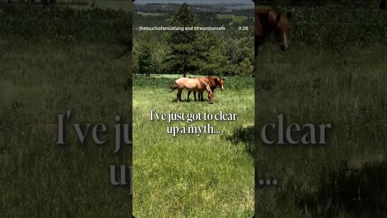 the belief that domestic life is terrible for wild horses is a myth that deeply divides