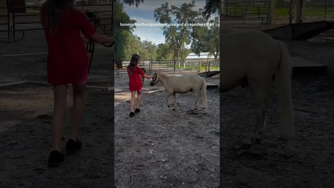Some of our therapy horses are also show horses! 🐴✨
